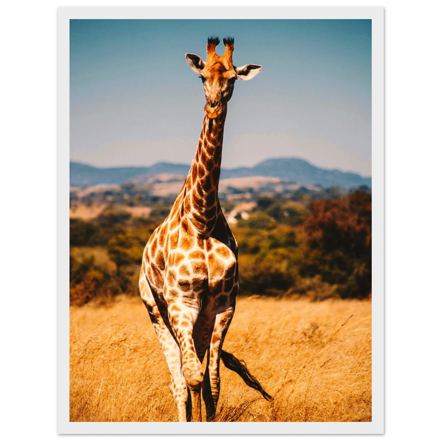 832b7836-7cfe-4998-bae4-b73b5d88f6ee