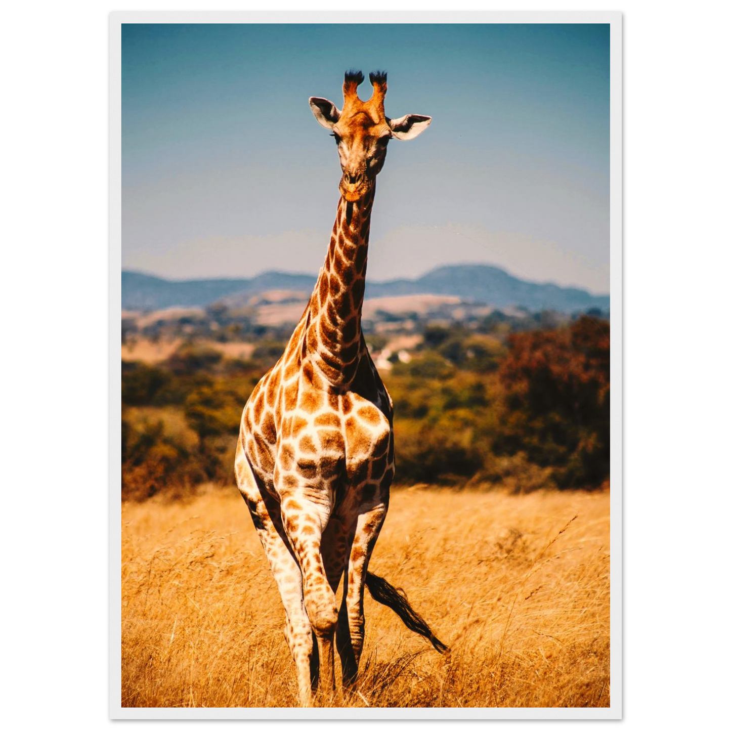 8efcdb71-97b9-4268-b8d6-35844806a50b